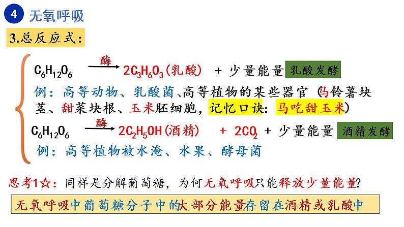 5.3细胞呼吸的原理和应用（第3课时）课件PPT06