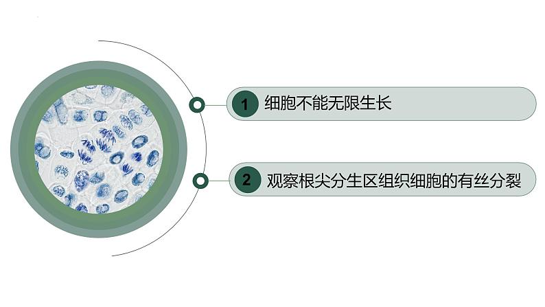 6.1细胞的增殖（第3课时）课件PPT第2页
