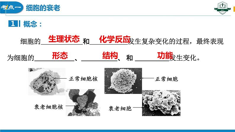 6.3细胞的衰老和死亡(1课时）课件PPT第5页