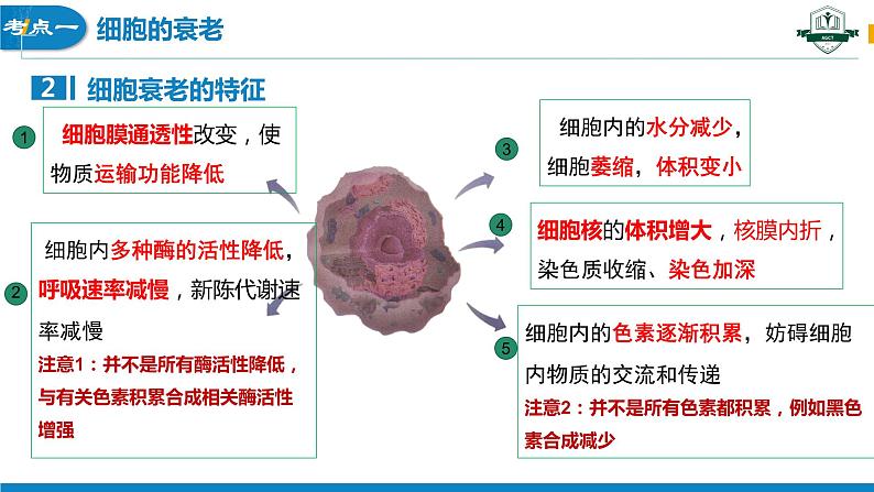 6.3细胞的衰老和死亡(1课时）课件PPT第6页