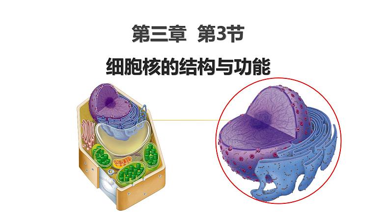 3.3细胞核的结构与功能（2课时）课件PPT01