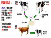 3.3细胞核的结构与功能（2课时）课件PPT