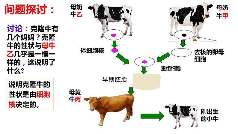 3.3细胞核的结构与功能（2课时）课件PPT02