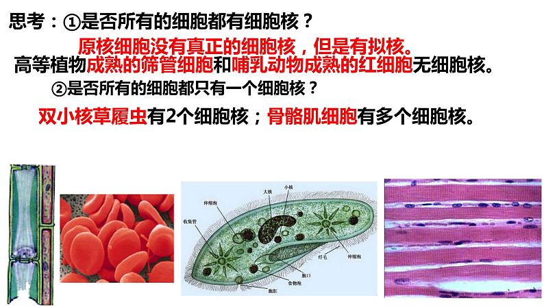 3.3细胞核的结构与功能（2课时）课件PPT03