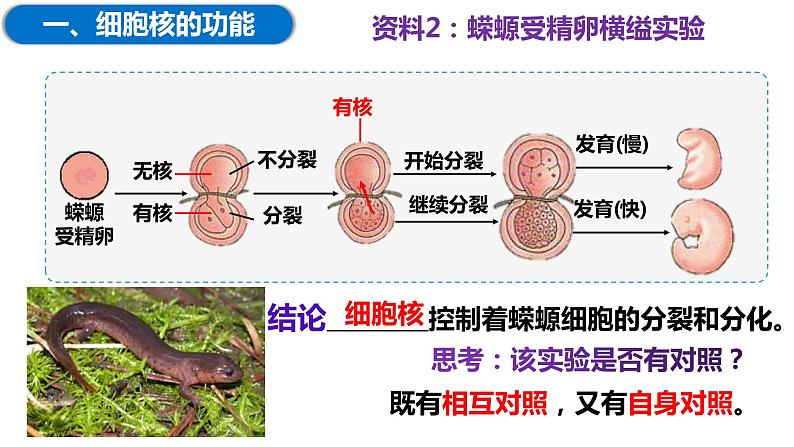 3.3细胞核的结构与功能（2课时）课件PPT06