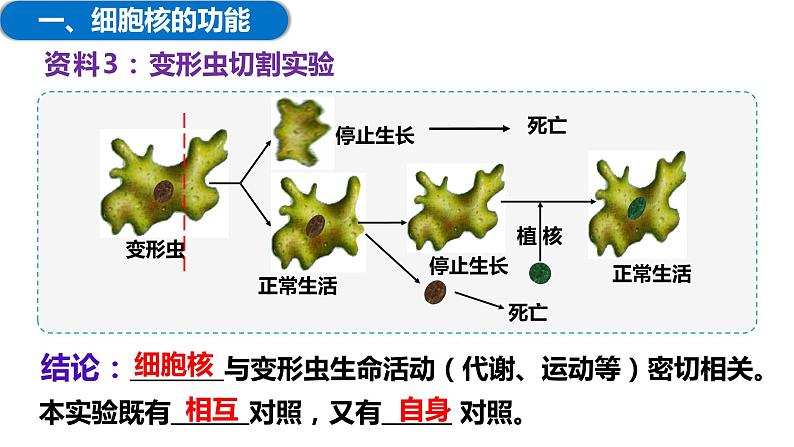 3.3细胞核的结构与功能（2课时）课件PPT07