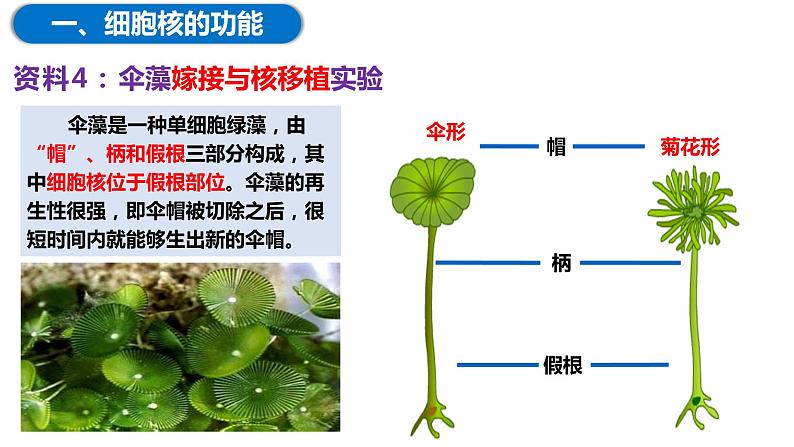 3.3细胞核的结构与功能（2课时）课件PPT08