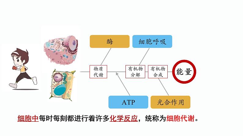 5.1化学反应活化能的酶（第1课时）课件PPT第6页