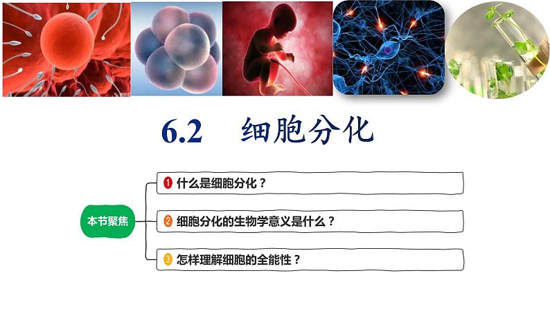 6.2细胞分化（1.5课时）课件PPT01