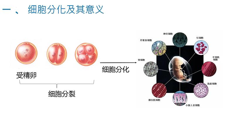 6.2细胞分化（1.5课时）课件PPT04