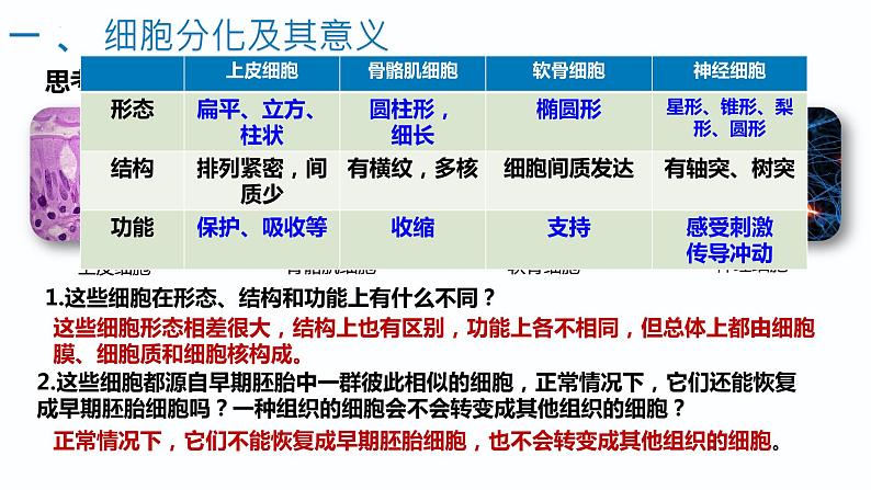 6.2细胞分化（1.5课时）课件PPT05