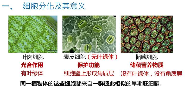 6.2细胞分化（1.5课时）课件PPT06