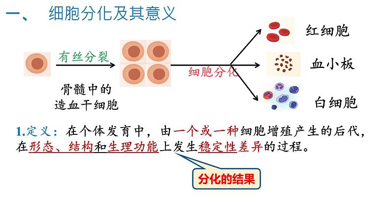 6.2细胞分化（1.5课时）课件PPT07