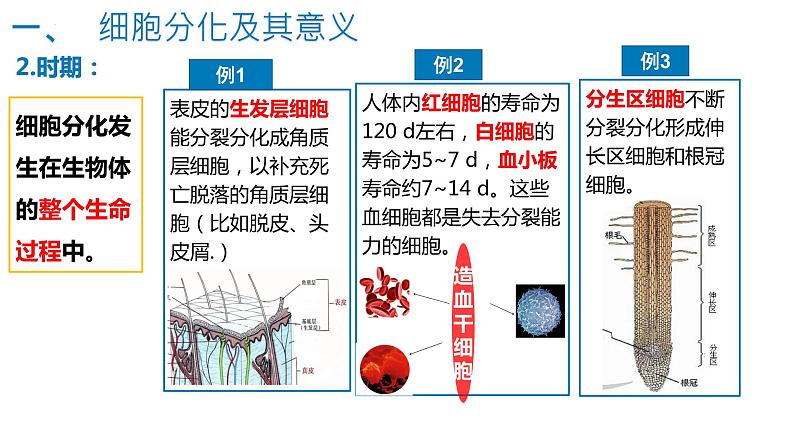 6.2细胞分化（1.5课时）课件PPT08