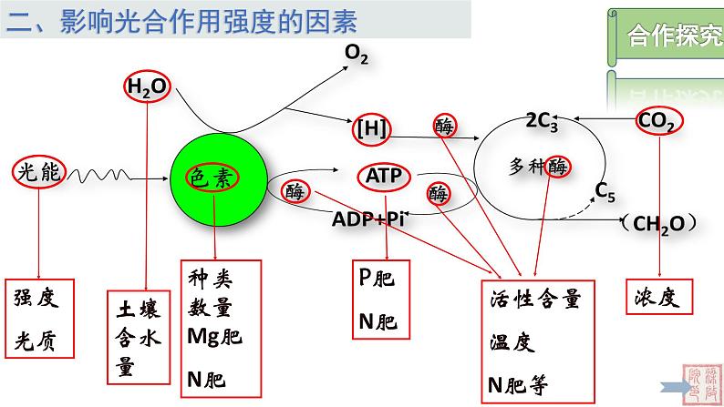 5.4光合作用与能量转化（第4课时）课件PPT第3页