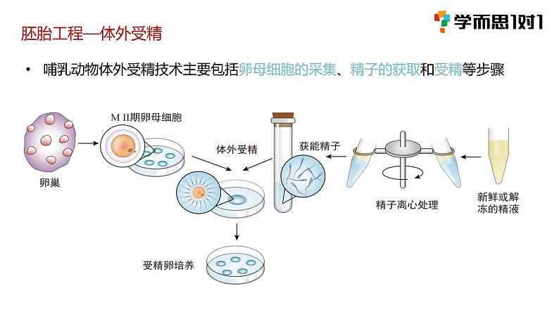 第三节 胚胎工程课时1课件PPT+教案03