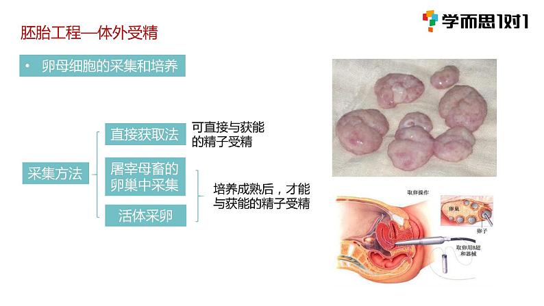 第三节 胚胎工程课时1课件PPT+教案04