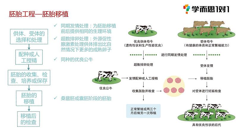 第三节 胚胎工程课时1课件PPT+教案07