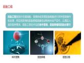 第三節(jié) 胚胎工程課時(shí)2課件PPT+教案