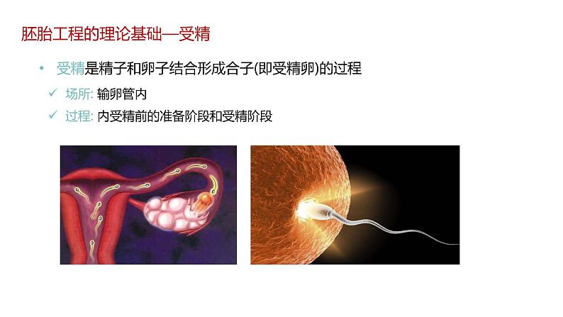 第三节 胚胎工程课时2课件PPT+教案04