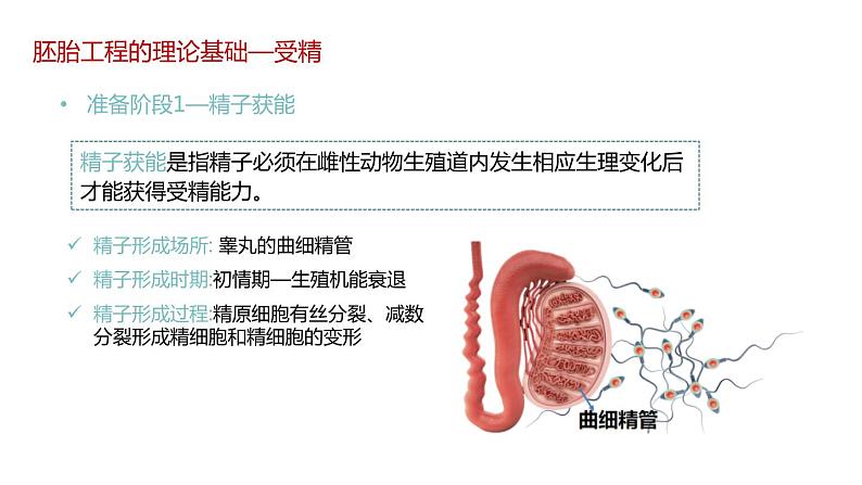 第三节 胚胎工程课时2课件PPT+教案05