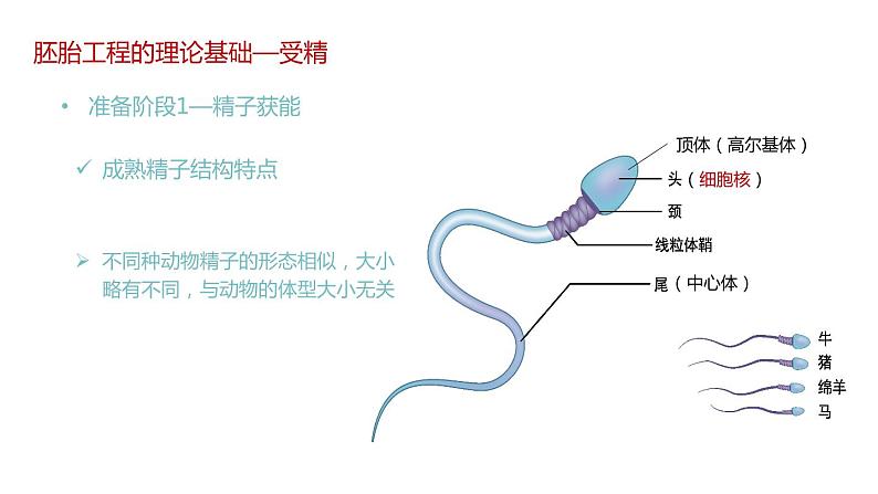 第三节 胚胎工程课时2课件PPT+教案07