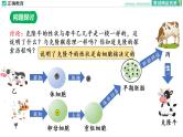 3.3 细胞核的结构和功能课件PPT
