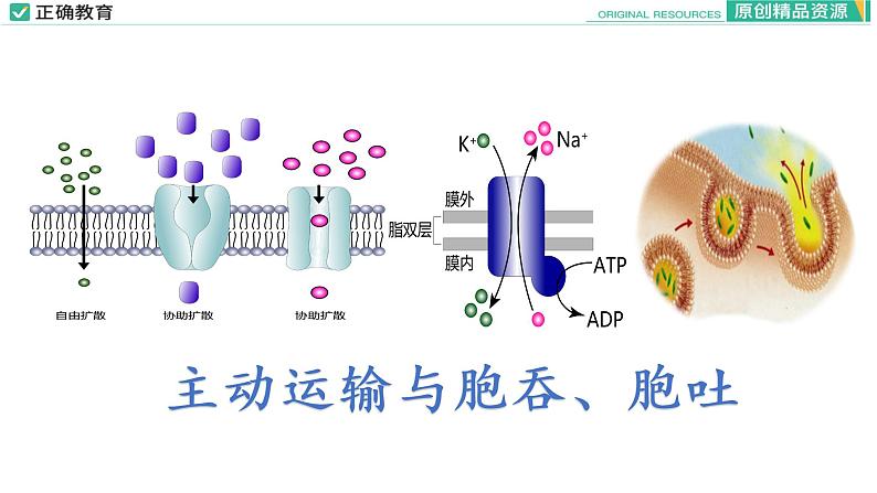 4.2 主动运输与胞吞、胞吐课件PPT01