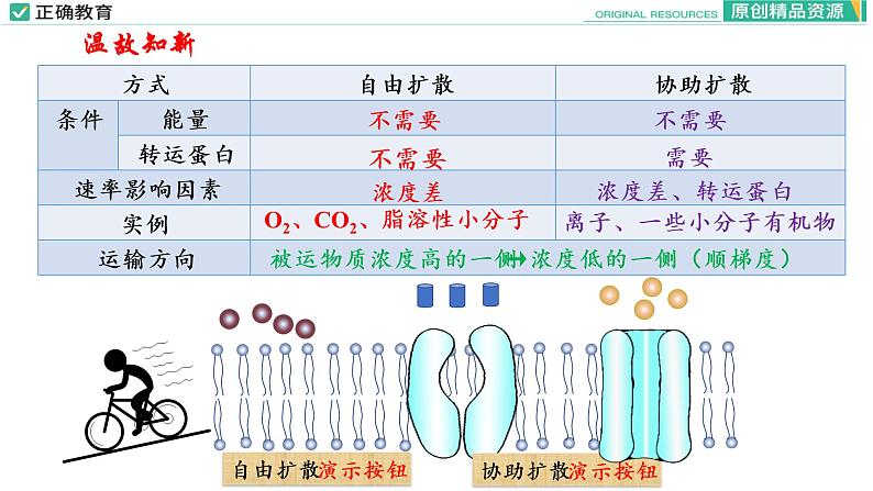 4.2 主动运输与胞吞、胞吐课件PPT03