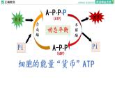 5.2 细胞的能量“货币”ATP课件PPT