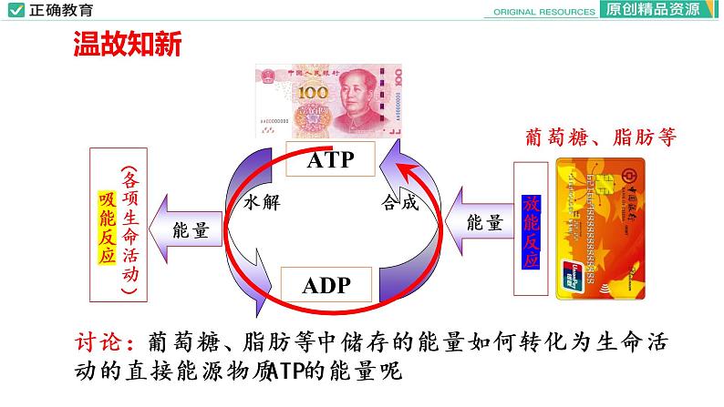 5.3 细胞呼吸的原理和应用（第一课时）课件PPT03