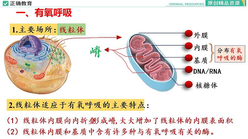 5.3 细胞呼吸的原理和应用（第二课时）课件PPT05