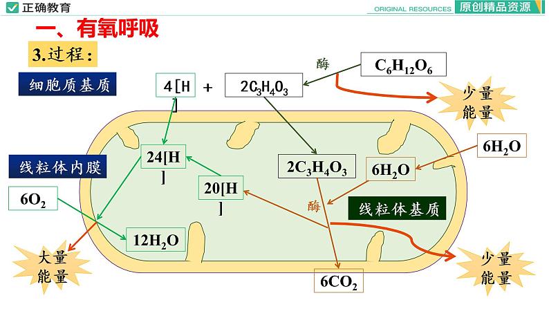 5.3 细胞呼吸的原理和应用（第二课时）课件PPT07