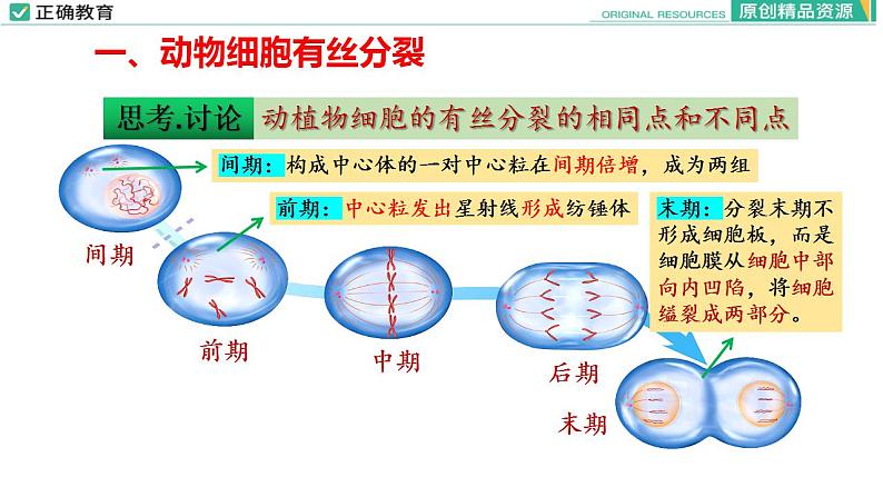 6.1 细胞的增殖（第二课时）课件PPT04