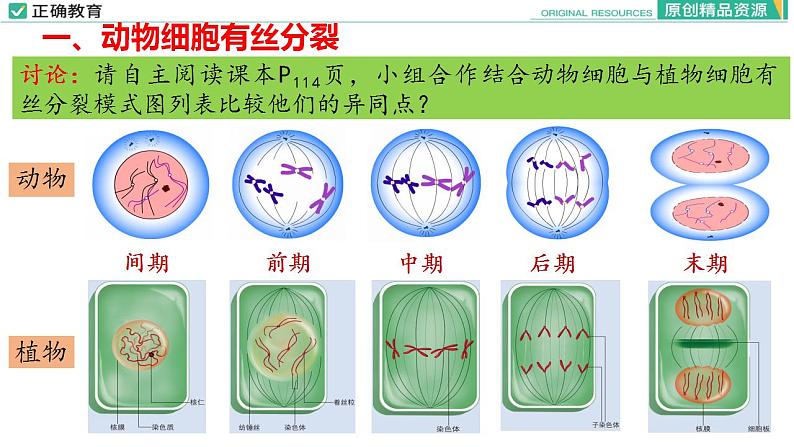 6.1 细胞的增殖（第二课时）课件PPT06