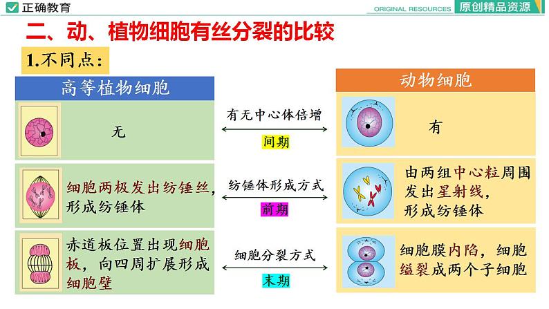 6.1 细胞的增殖（第二课时）课件PPT07