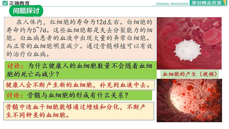 6.2 细胞的分化课件PPT04