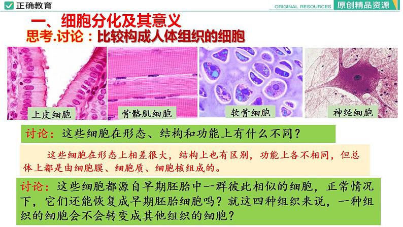 6.2 细胞的分化课件PPT05