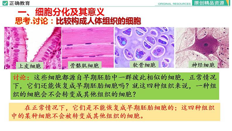 6.2 细胞的分化课件PPT06