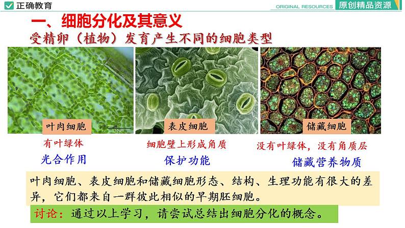 6.2 细胞的分化课件PPT07