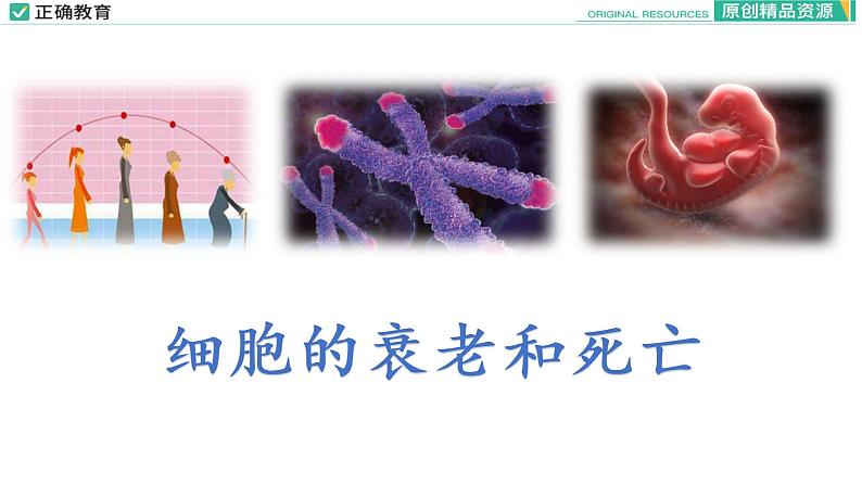 6.3 细胞的衰老和死亡课件PPT01