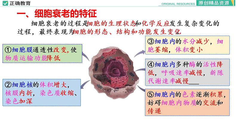 6.3 细胞的衰老和死亡课件PPT07