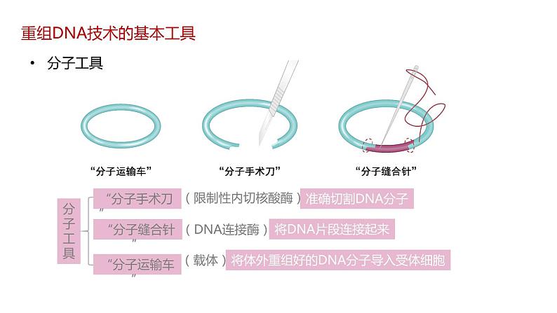 第一节 《重组DNA技术的基本工具》课件PPT+教案05