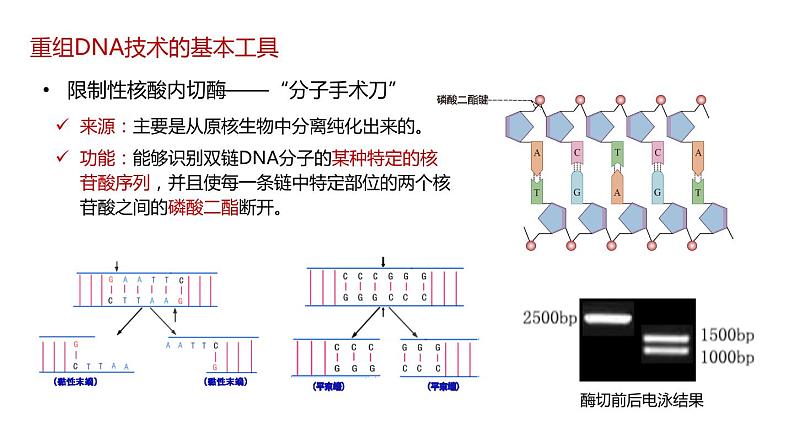 第一节 《重组DNA技术的基本工具》课件PPT+教案06