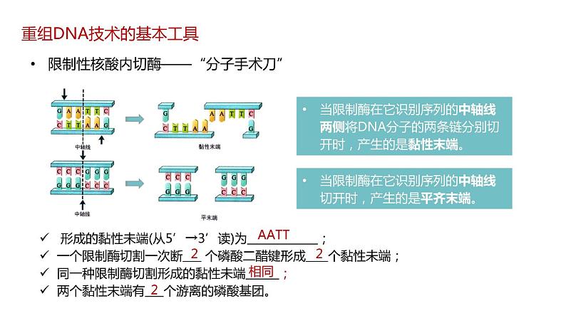 第一节 《重组DNA技术的基本工具》课件PPT+教案08