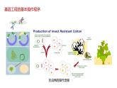 第二节 《基因工程的基本操作程序》课时1课件+教案