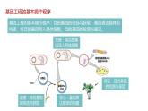 第二节 《基因工程的基本操作程序》课时1课件+教案