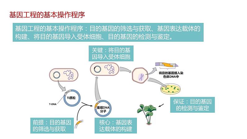 第二节 《基因工程的基本操作程序》课时1课件+教案04