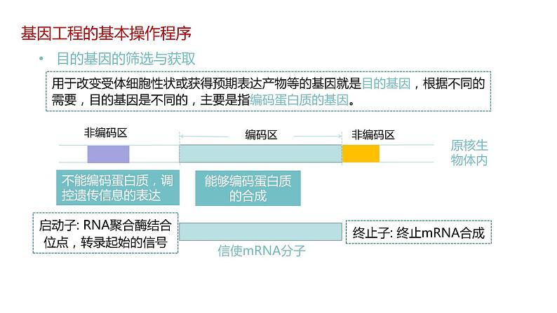 第二节 《基因工程的基本操作程序》课时1课件+教案05