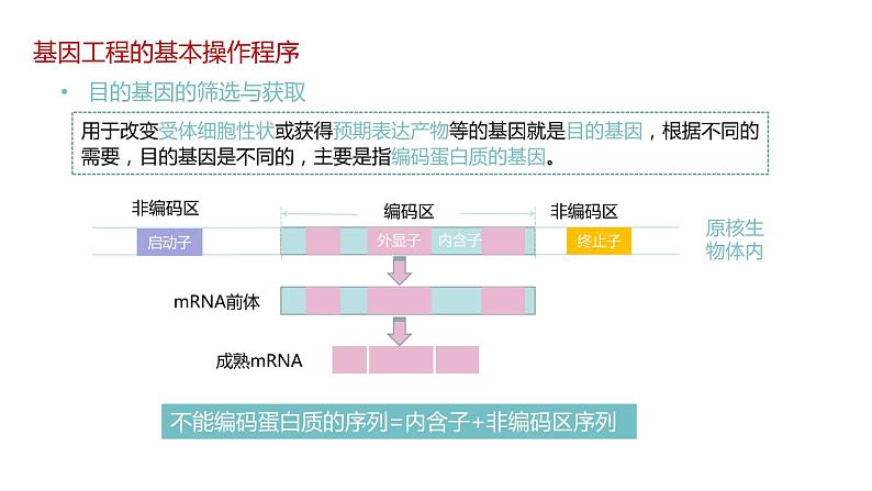 第二节 《基因工程的基本操作程序》课时1课件+教案06